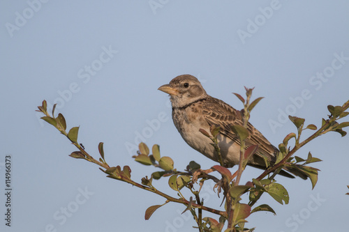 Calandra Lark