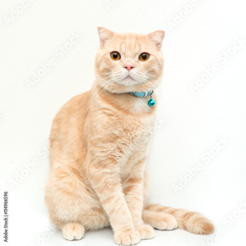 Portrait of Scottish cat isolate on white background