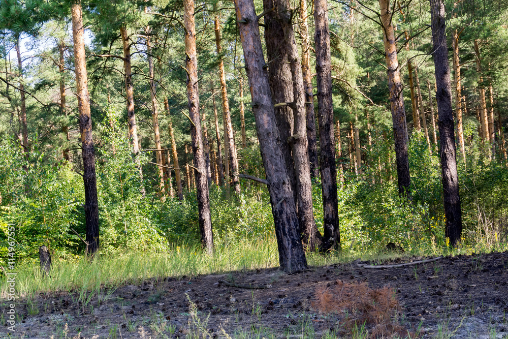 Obraz premium Pine Forest in the Morning