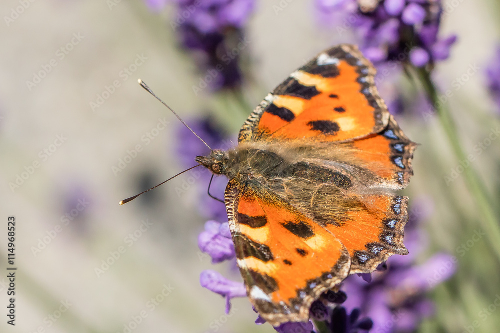 Obraz premium lavendel