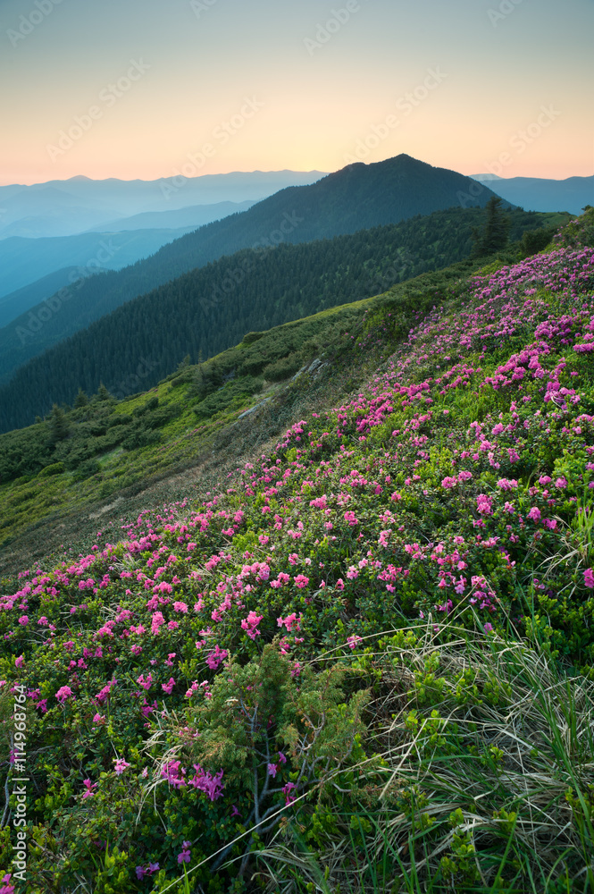 Obraz premium Pink summer flowers in the mountains