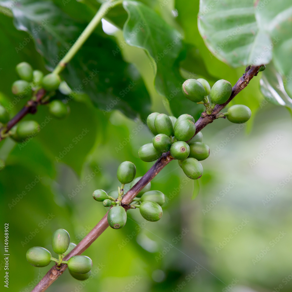 Coffee beans ripening on tree Coffee beans ripening on tree