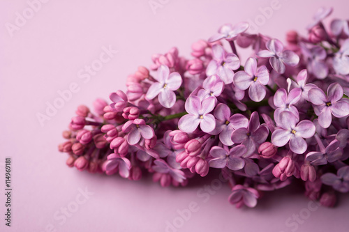 Bright purple lilac flowers isolated on rose background