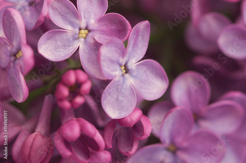 Bright purple lilac flowers close up