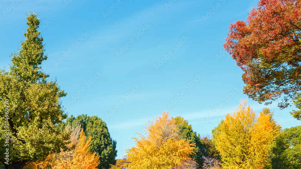 Trees with blue Sky Background in Autumn