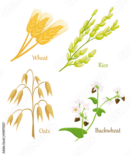 Vector illustration of ripe ears of cereals with inking. Cereals icon set with rye rice wheat corn oats millet isolated on white background.