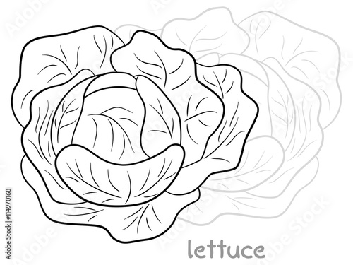 schwarz weißer gezeichneter Kopfsalat 
