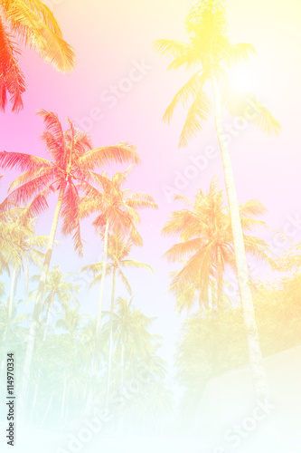 Coconut plam tree and blue sky © torsak