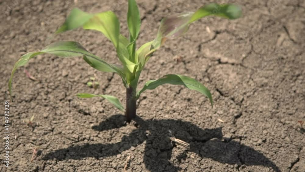Agricultural Fields, with Young Shoots of Corn Agricultural Fields, with Young Shoots of Corn