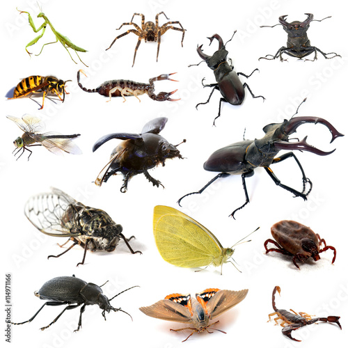 insects and scorpions © cynoclub