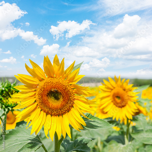 Field of sunflowers