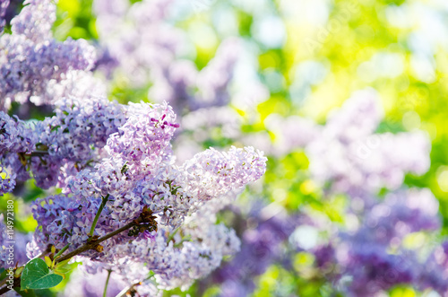Branch of lilac flowers. Beautiful bokeh © mayanko