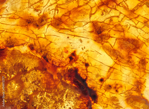 Stampa su tela Baltic amber, resin segments, fossil millions of years