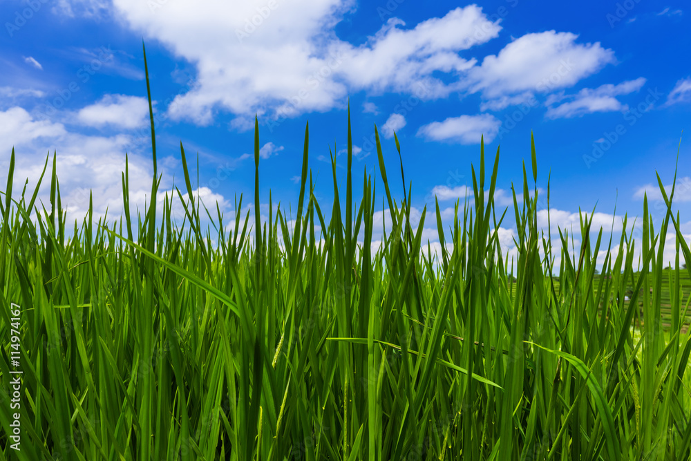 Fototapeta premium Grass and cloudy sky
