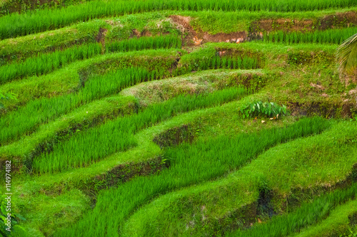 Rice fields Jatiluwih - Bali island Indonesia