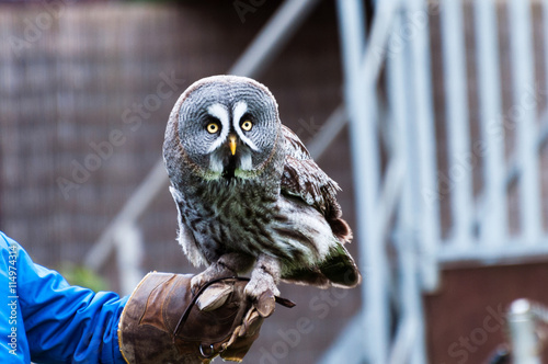 Grey owl photo