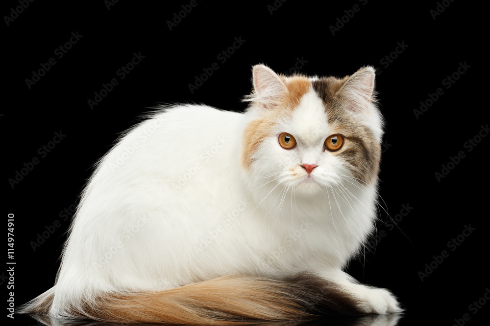 Obraz premium Portrait of Mad Scottish Highland Straight Cat, White with Red Color of Fur, Sitting and Curious Looks, Isolated Black Background, Side view, Grumpy Face