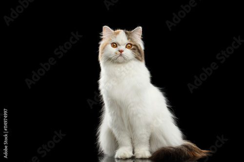 Funny Portrait of Angry Scottish Highland Straight Cat, White with Red Color of Fur, Sitting and Curious Looks, Isolated Black Background, Front view, Grumpy Face