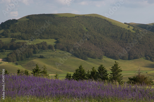 Fiori selvatici viola di montagna