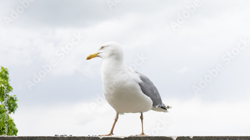 sea gull bird postcard © nemez210769