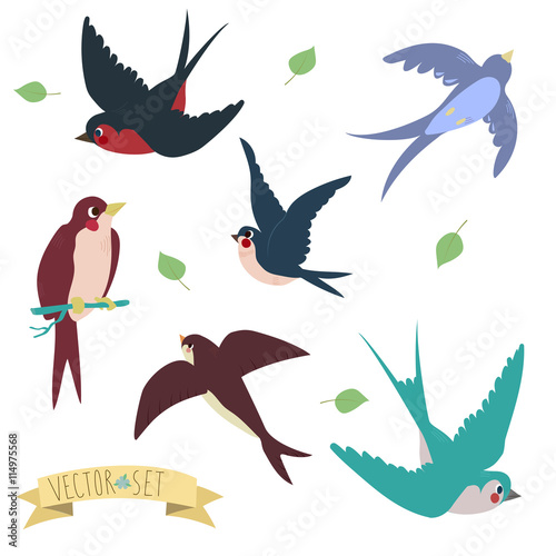 Swallows on white background