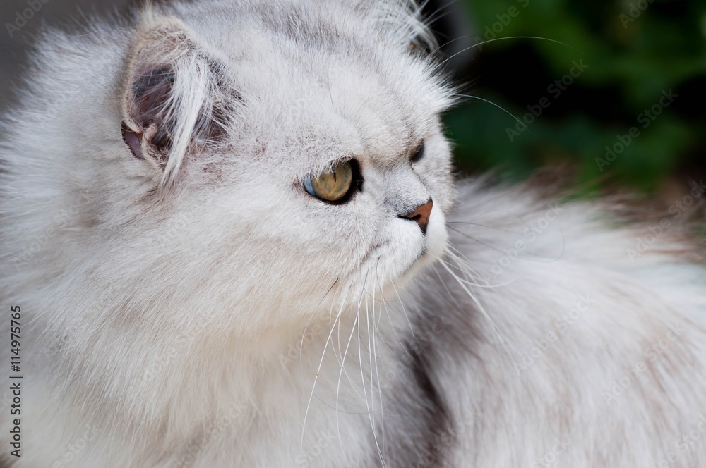 Fototapeta premium Chat angora.