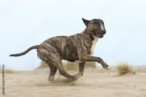 running bull terrier