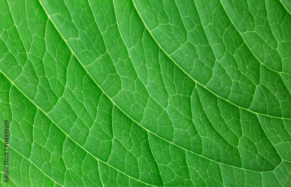 natural background, structure of green leaf natural background, structure of green leaf