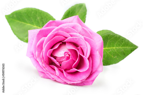 pink rose isolated on the white background