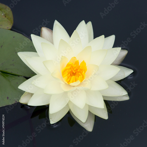 beautiful waterlily or lotus flower