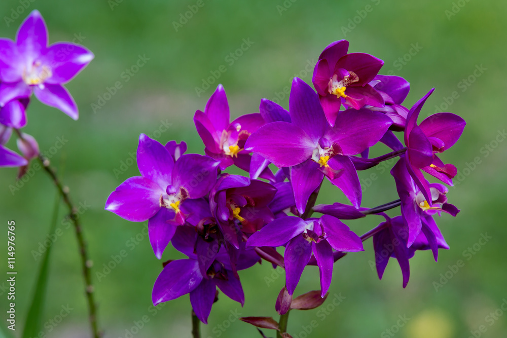 purple  orchid flower