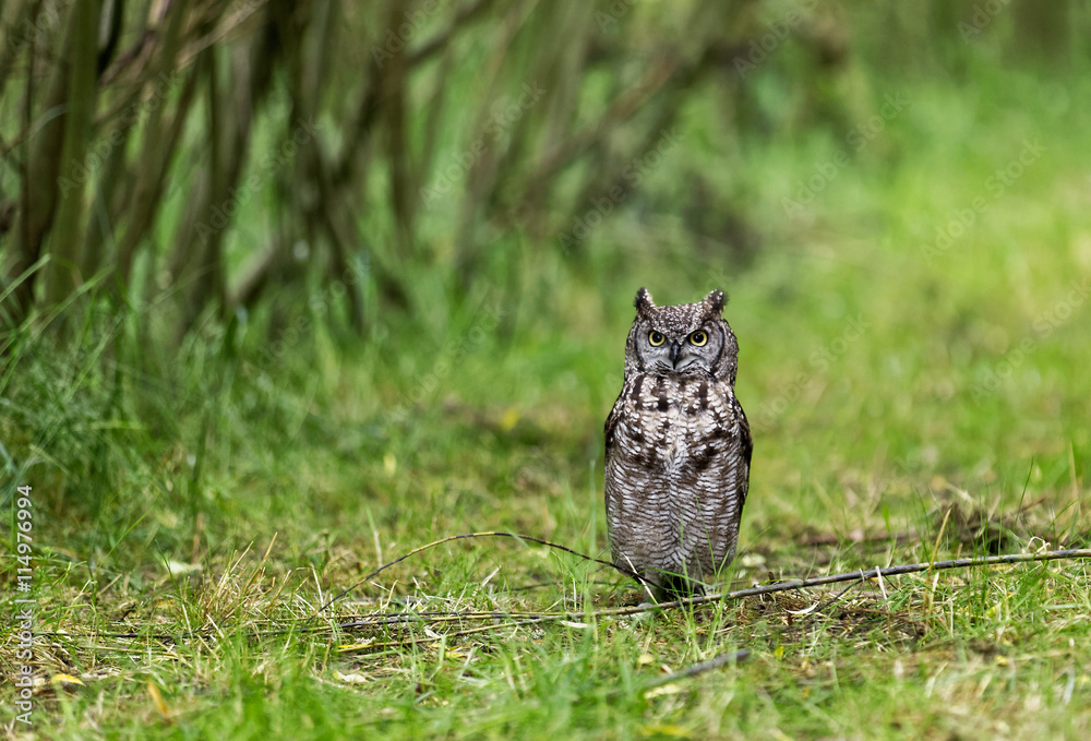 African Spotted eagle Owl in green forest African Spotted eagle Owl in green forest
