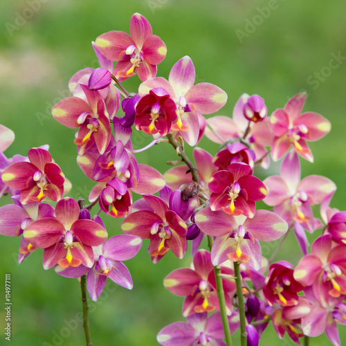 pink orchid flower © piyagoon