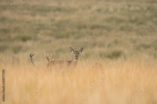 Fototapeta Naklejka Na Ścianę i Meble -  Red Deer Hind.