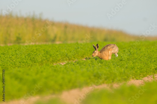 Brown Hare in Carrot Crop