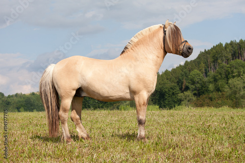 Fototapeta Naklejka Na Ścianę i Meble -  Portrait of nice fjord horse