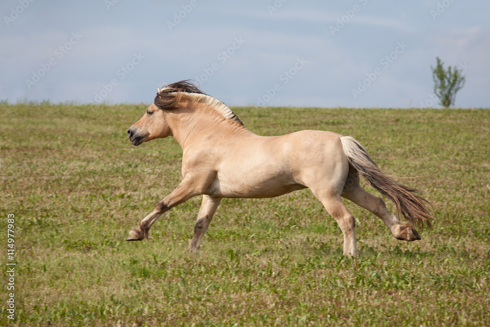 Nice horse running