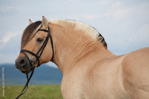Fototapeta Naklejka Na Ścianę i Meble -  Portrait of nice fjord horse