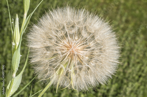 Wiesen-Bocksbart Samen photo