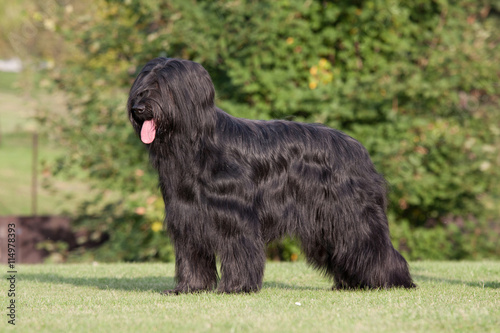 Fotografie Portrait of nice briard