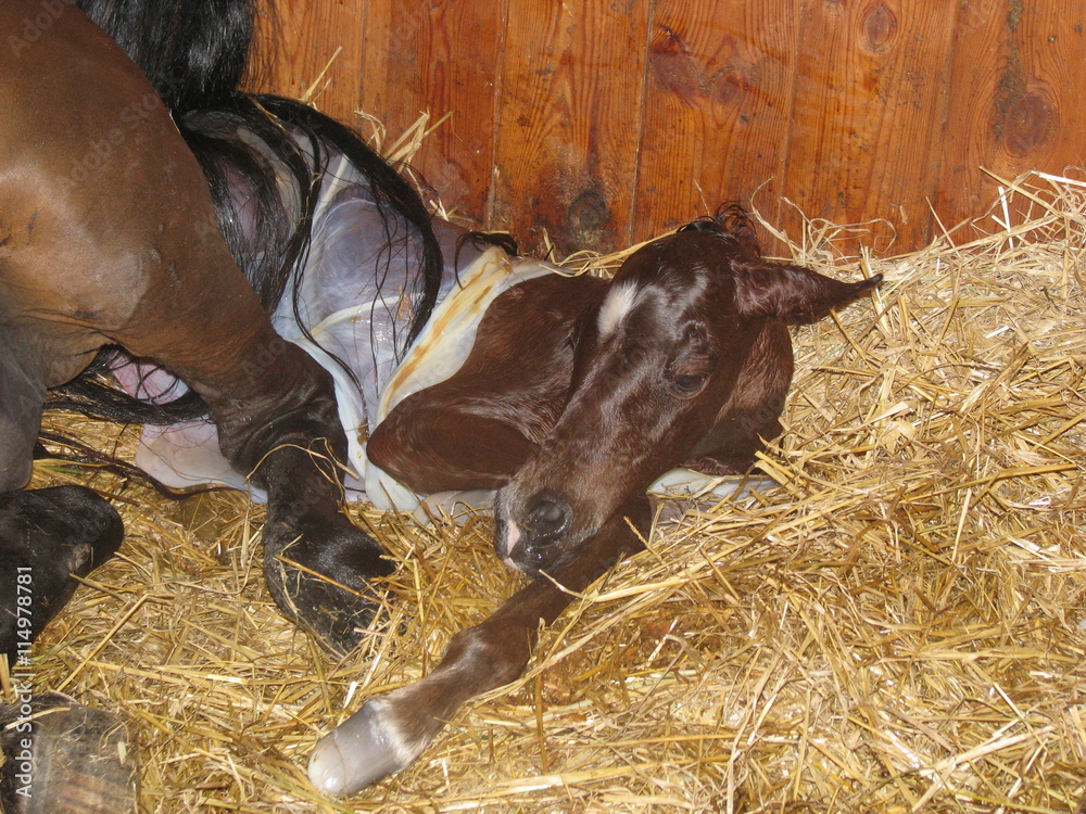 Fototapeta premium Narodziny źrebaka