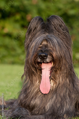 Portrait of nice briard