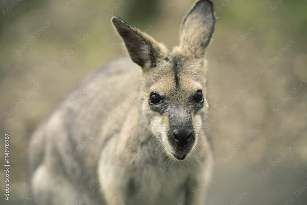 Australian wallaby outdoors on the grass. Australian wallaby outdoors on the grass.