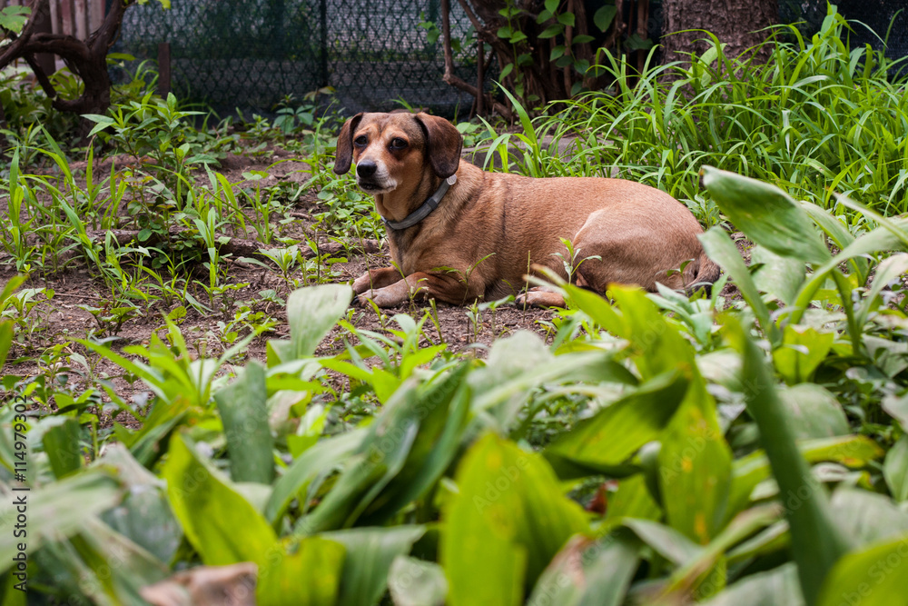 beautiful thirteen years old dachshund in the garden laying in the grass beautiful thirteen years old dachshund in the garden laying in the grass