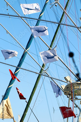 The catch marlins, flags on outriggers.