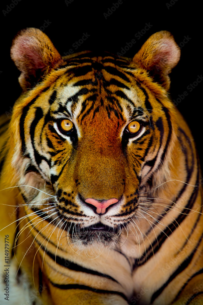 Fototapeta premium tiger