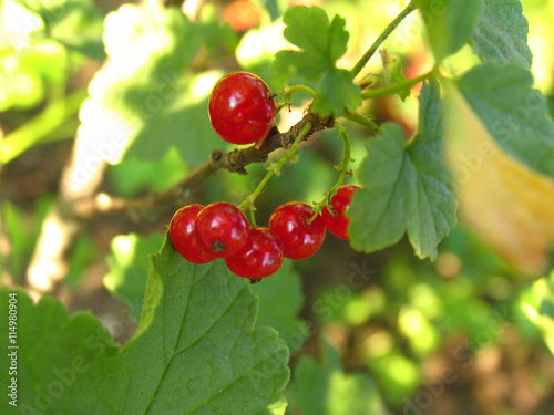 red currants