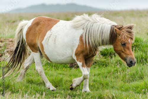 wild pony outdoor