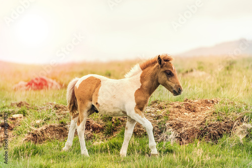 young offspring of wild pony horse
