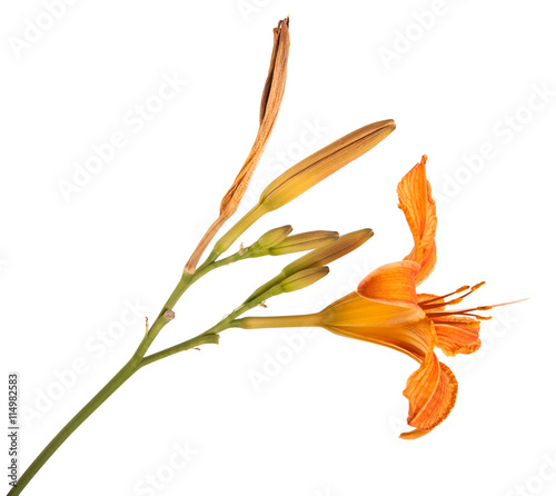 orange lily flowers isolated on white background